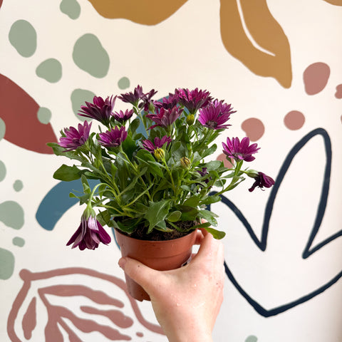 Osteospermum - Margarita africana rosa