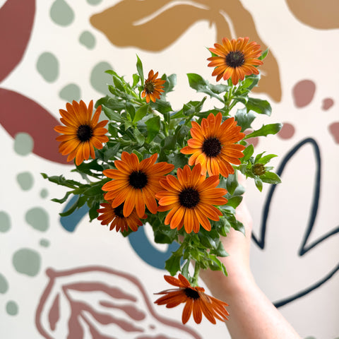 Osteospermum - Margarita africana naranja