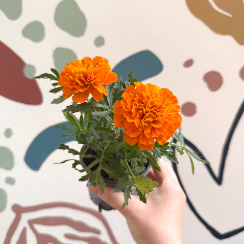 Tagetes - Aufrechte Studentenblume
