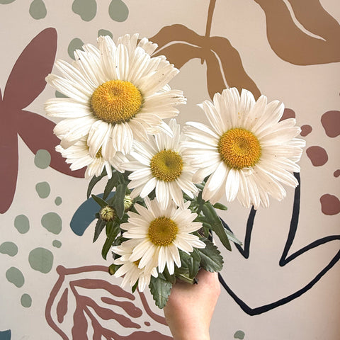 Leucanthemum × superbum ‘Dwarf Snow Lady’ - Margarita Shasta