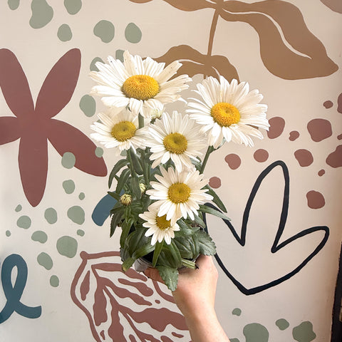 Leucanthemum × superbum ‘Dwarf Snow Lady’ - Margarita Shasta