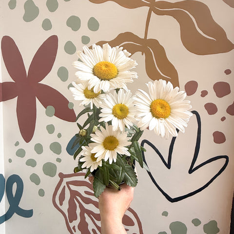 Leucanthemum × superbum ‘Dwarf Snow Lady’ - Margarita Shasta