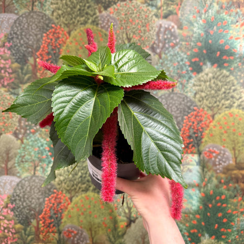 Acalypha hispida ‘Pink’ - Sprouts of Bristol