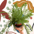 Achillea millefolium 'Sassy Summer Sunset' - Orange Yarrow - British Grown Herbaceous Perennial - Sprouts of Bristol