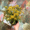 Achillea millefolium - Yellow Yarrow - Sprouts of Bristol