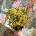 Achillea millefolium - Yellow Yarrow - Sprouts of Bristol