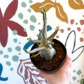 Adenium obesum 'Baobab' - Desert Rose - Sprouts of Bristol