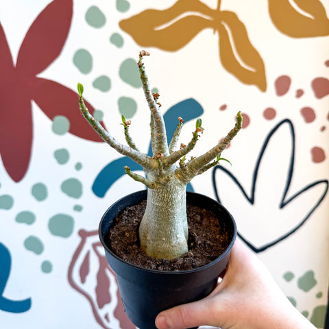 Adenium obesum 'Baobab' - Desert Rose - Sprouts of Bristol