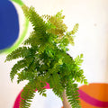 Adiantum hispidulum 'Bronze Venus' - Rough Maidenhair Fern - Sprouts of Bristol