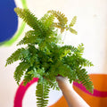 Adiantum hispidulum 'Bronze Venus' - Rough Maidenhair Fern - Sprouts of Bristol