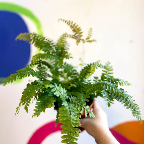 Adiantum hispidulum 'Bronze Venus' - Rough Maidenhair Fern - Sprouts of Bristol