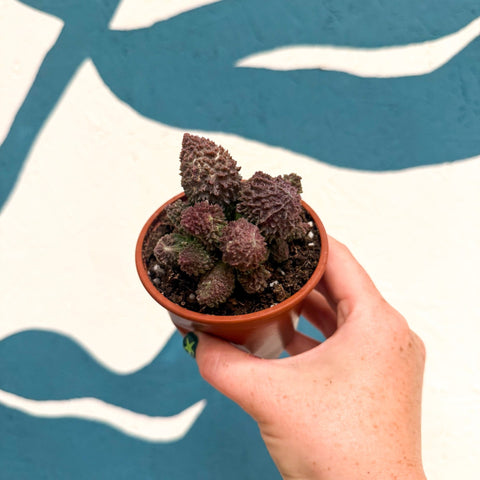 Adromischus marianae 'Coral Red' - Sprouts of Bristol