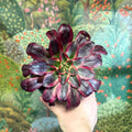 Aeonium arboreum (Dark Purple Tricolour) - Sprouts of Bristol