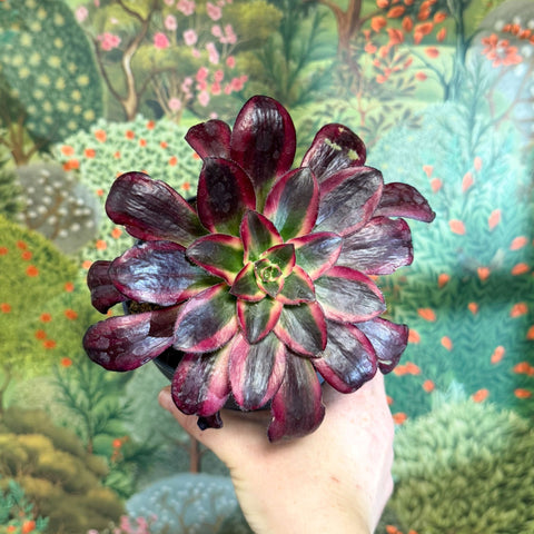 Aeonium arboreum (Dark Purple Tricolour) - Sprouts of Bristol