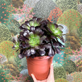 Aeonium arboreum 'Velour' - Sprouts of Bristol