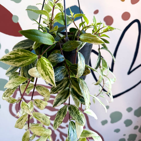 Aeschynanthus lobbianus ‘Variegatus’ – Variegated Lipstick Plant - Sprouts of Bristol