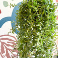 Aeschynanthus 'Twister' - Lipstick Plant - Sprouts of Bristol