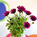African Daisy - Osteospermum astra 'Akila Berries & Cream' F1 - Sprouts of Bristol