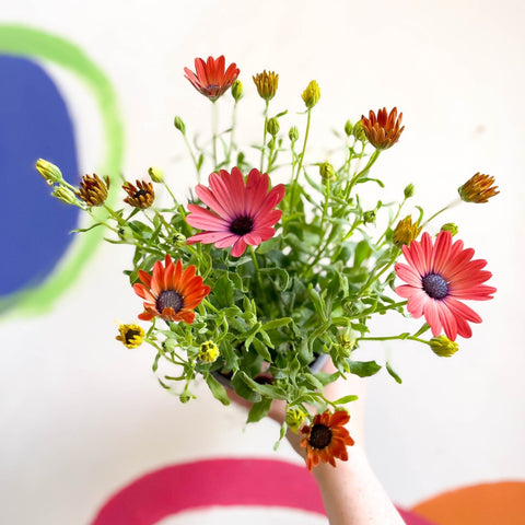 African Daisy - Osteospermum astra 'Rose Magic' - Sprouts of Bristol