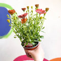 African Daisy - Osteospermum astra 'Rose Magic' - Sprouts of Bristol