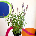 Agastache hybrida 'Arcado Pink' - Anise Hyssop - Sprouts of Bristol