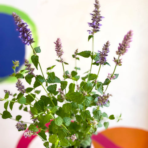 Agastache hybrida 'Arcado Pink' - Anise Hyssop - Sprouts of Bristol