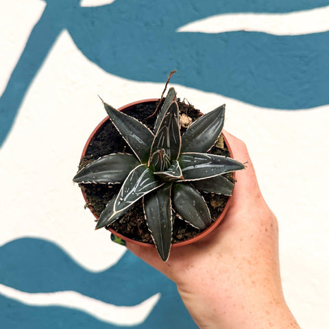 Agave victoriae-reginae - Queen Victoria Century Plant - Sprouts of Bristol