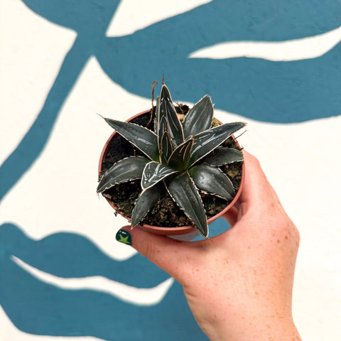 Agave victoriae-reginae - Queen Victoria Century Plant - Sprouts of Bristol