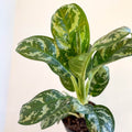 Aglaonema 'Amazon Silver' - Chinese Evergreen - Sprouts of Bristol