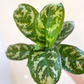 Aglaonema 'Amazon Silver' - Chinese Evergreen - Sprouts of Bristol