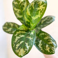 Aglaonema 'Amazon Silver' - Chinese Evergreen - Sprouts of Bristol