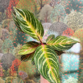 Aglaonema 'Dreamcatcher' - Chinese Evergreen - Sprouts of Bristol