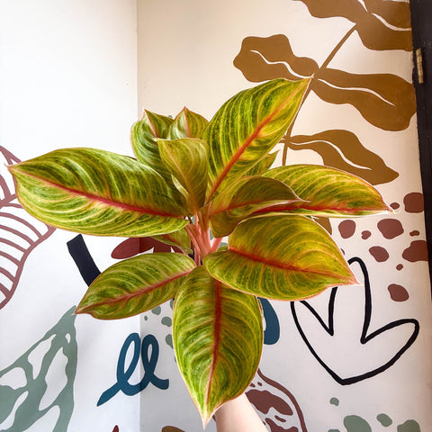Aglaonema 'Eyecatcher' - Chinese Evergreen - Sprouts of Bristol