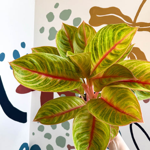 Aglaonema 'Eyecatcher' - Chinese Evergreen - Sprouts of Bristol