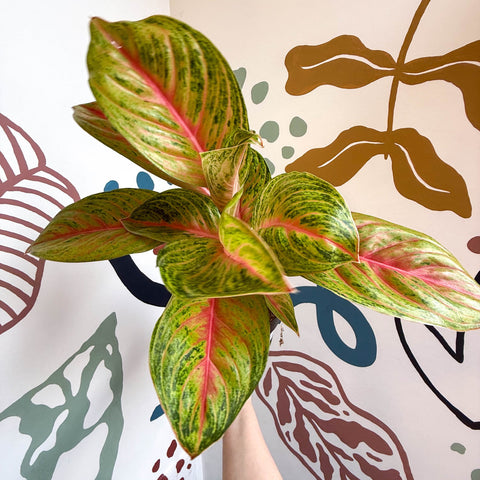 Aglaonema 'Grand Blossom' - Chinese Evergreen - Sprouts of Bristol