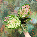 Aglaonema 'Jazzy Red' - Chinese Evergreen - Sprouts of Bristol
