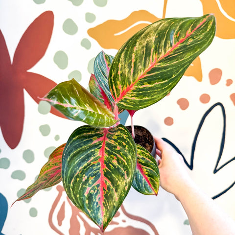 Aglaonema 'Lychee Red' - Chinese Evergreen - Sprouts of Bristol