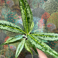 Aglaonema ‘Matcha Lemon' - Chinese Evergreen - Sprouts of Bristol