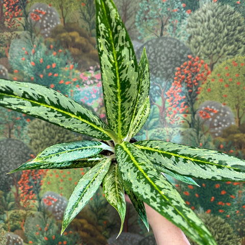 Aglaonema ‘Matcha Lemon' - Chinese Evergreen - Sprouts of Bristol