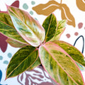 Aglaonema 'Salmon Fantasy' - Chinese Evergreen - Sprouts of Bristol