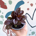 Ajuga reptans 'Braunherz' - British Grown - Sprouts of Bristol
