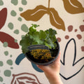 Alchemilla mollis ‘Irish Silk’ - Lady's Mantle - British Grown Herbaceous Perennial - Sprouts of Bristol