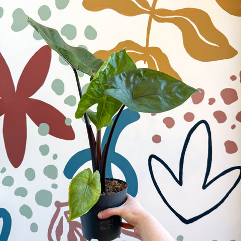 Alocasia ‘Black Cobra’ – Black Jewel Elephant Ear - Sprouts of Bristol