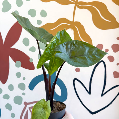 Alocasia ‘Black Cobra’ – Black Jewel Elephant Ear - Sprouts of Bristol