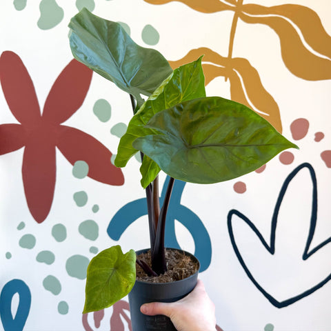 Alocasia ‘Black Cobra’ – Black Jewel Elephant Ear - Sprouts of Bristol