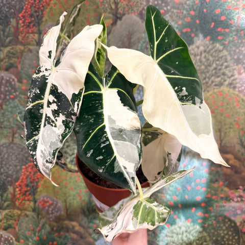 Alocasia micholitziana variegata 'Frydek' - Sprouts of Bristol