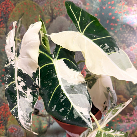 Alocasia micholitziana variegata 'Frydek' - Sprouts of Bristol