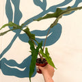 Alocasia sp. Sulawesi ‘Sabrina Narrow’ - Sprouts of Bristol