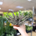 Aloe somaliensis - Sprouts of Bristol