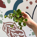 Alsobia dianthiflora - Lace Flower - Welsh Grown - Sprouts of Bristol
